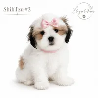 Sweetheart, a female Shih Tzu for sale in LaBelle, FL – 1 of 1