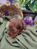 Oakley, a male Miniature Dachshund for sale in Marathon, NY – 4 of 5