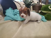 Pebbles, a female Miniature Dachshund for sale in Marathon, NY – 8 of 8