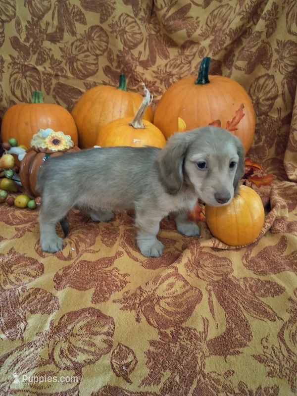 Sandy – Miniature Dachshund puppy for sale in Marathon, NY