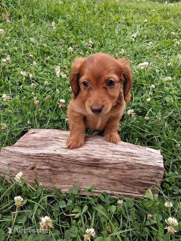 Rosie – Miniature Dachshund puppy for sale in Marathon, NY