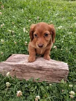 Rosie, a female Miniature Dachshund for sale in Marathon, NY – 1 of 7