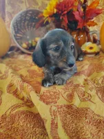 Spice, a  Miniature Dachshund for sale in Marathon, NY – 8 of 8