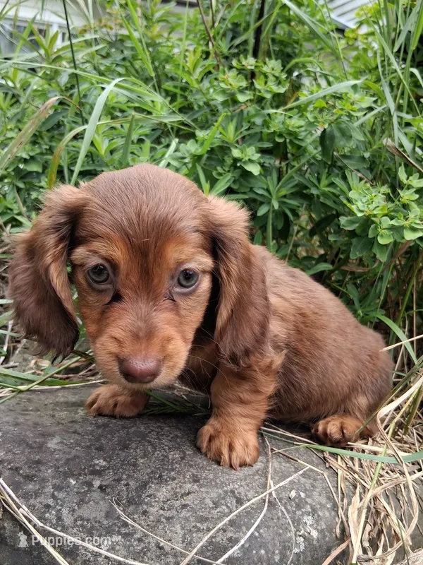 Oakley – Miniature Dachshund puppy for sale in Marathon, NY