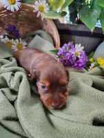 Oakley, a male Miniature Dachshund for sale in Marathon, NY – 2 of 5
