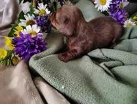 Coco, a female Miniature Dachshund for sale in Marathon, NY – 4 of 5