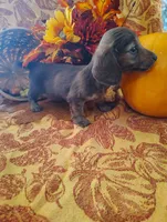 Misu, a  Miniature Dachshund for sale in Marathon, NY – 6 of 6