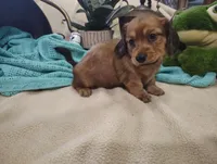 Irish, a male Miniature Dachshund for sale in Marathon, NY – 5 of 7