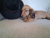 Dusty, a male Miniature Dachshund for sale in Marathon, NY – 4 of 10
