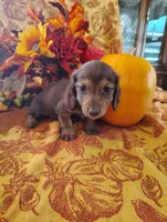 Misu, a  Miniature Dachshund for sale in Marathon, NY – 4 of 6