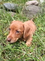 Buff, a male Miniature Dachshund for sale in Marathon, NY – 2 of 7