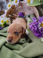 Buff, a male Miniature Dachshund for sale in Marathon, NY – 4 of 5