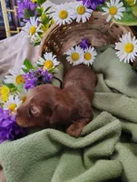 Coco, a female Miniature Dachshund for sale in Marathon, NY – 5 of 5