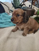 Irish, a male Miniature Dachshund for sale in Marathon, NY – 2 of 7