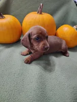 Sprocket, a male Miniature Dachshund for sale in Marathon, NY – Photo 8 of 8
