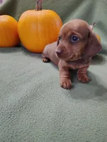 Sprocket, a male Miniature Dachshund for sale in Marathon, NY – Photo 3 of 8
