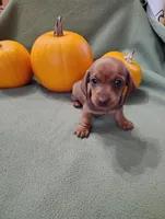 Sprocket, a male Miniature Dachshund for sale in Marathon, NY – Photo 5 of 8