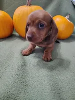 Sprocket, a male Miniature Dachshund for sale in Marathon, NY – Photo 7 of 8