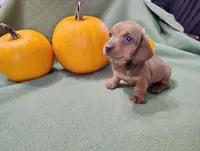 Sprocket, a male Miniature Dachshund for sale in Marathon, NY – Photo 1 of 8
