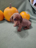 Sprocket, a male Miniature Dachshund for sale in Marathon, NY – Photo 2 of 8