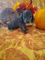 Coffee, a  Miniature Dachshund for sale in Marathon, NY – 4 of 7