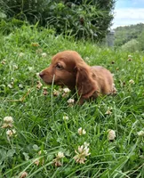Rosie, a female Miniature Dachshund for sale in Marathon, NY – 3 of 7