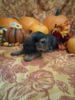 Autumn, a female Miniature Dachshund for sale in Marathon, NY – 8 of 8