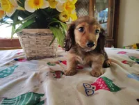 Dusty, a male Miniature Dachshund for sale in Marathon, NY – 5 of 10