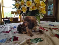 Dusty, a male Miniature Dachshund for sale in Marathon, NY – 7 of 10