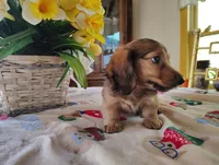 Dusty, a male Miniature Dachshund for sale in Marathon, NY – 2 of 10