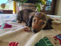 Dusty, a male Miniature Dachshund for sale in Marathon, NY – 8 of 10