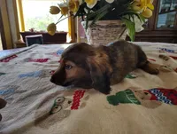 Dusty, a male Miniature Dachshund for sale in Marathon, NY – 9 of 10