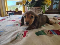 Dusty, a male Miniature Dachshund for sale in Marathon, NY – 10 of 10