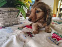 Dusty, a male Miniature Dachshund for sale in Marathon, NY – 1 of 10