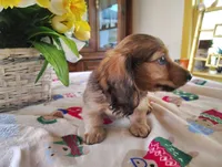 Dusty, a male Miniature Dachshund for sale in Marathon, NY – 6 of 10
