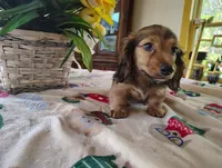 Dusty, a male Miniature Dachshund for sale in Marathon, NY – 3 of 10