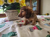 Dusty, a male Miniature Dachshund for sale in Marathon, NY – 4 of 10
