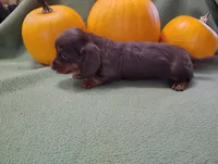 Buzz, a male Miniature Dachshund for sale in Marathon, NY – Photo 7 of 8