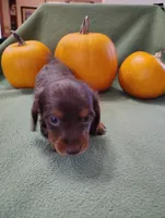 Buzz, a male Miniature Dachshund for sale in Marathon, NY – Photo 4 of 8