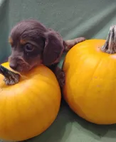 Buzz, a male Miniature Dachshund for sale in Marathon, NY – Photo 3 of 8