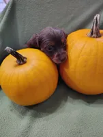 Buzz, a male Miniature Dachshund for sale in Marathon, NY – Photo 2 of 8