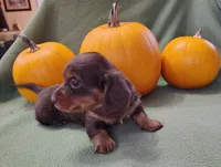 Buzz, a male Miniature Dachshund for sale in Marathon, NY – Photo 6 of 8