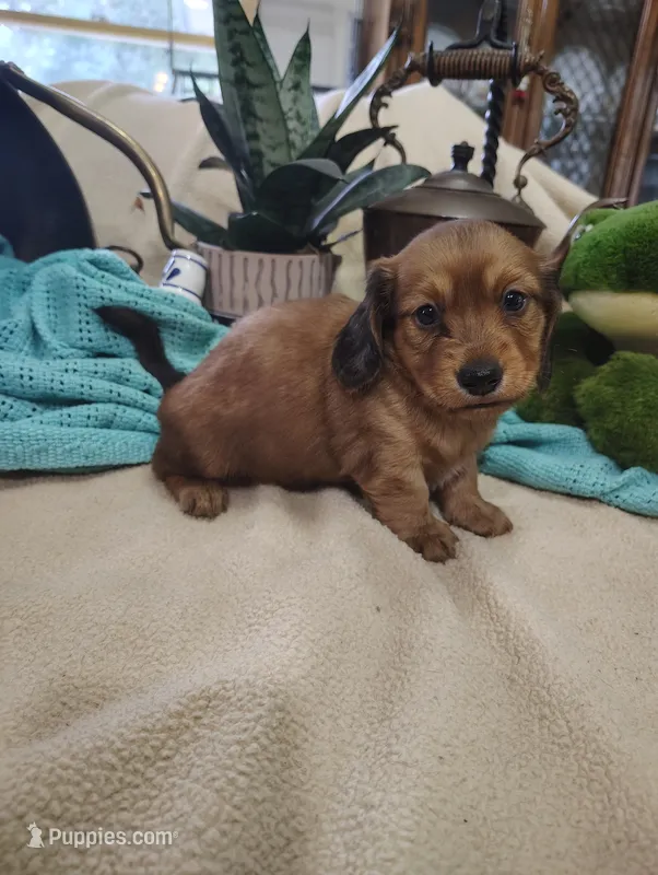 Irish – Miniature Dachshund puppy for sale in Marathon, NY