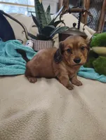 Irish, a male Miniature Dachshund for sale in Marathon, NY – 1 of 7
