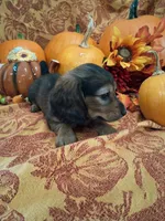 Autumn, a female Miniature Dachshund for sale in Marathon, NY – 7 of 8