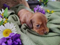 Petunia, a female Miniature Dachshund for sale in Marathon, NY – 4 of 5