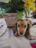 Blossom, a female Miniature Dachshund for sale in Marathon, NY – 5 of 6