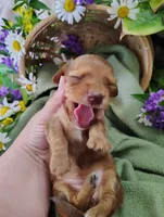 Petunia, a female Miniature Dachshund for sale in Marathon, NY – 2 of 5