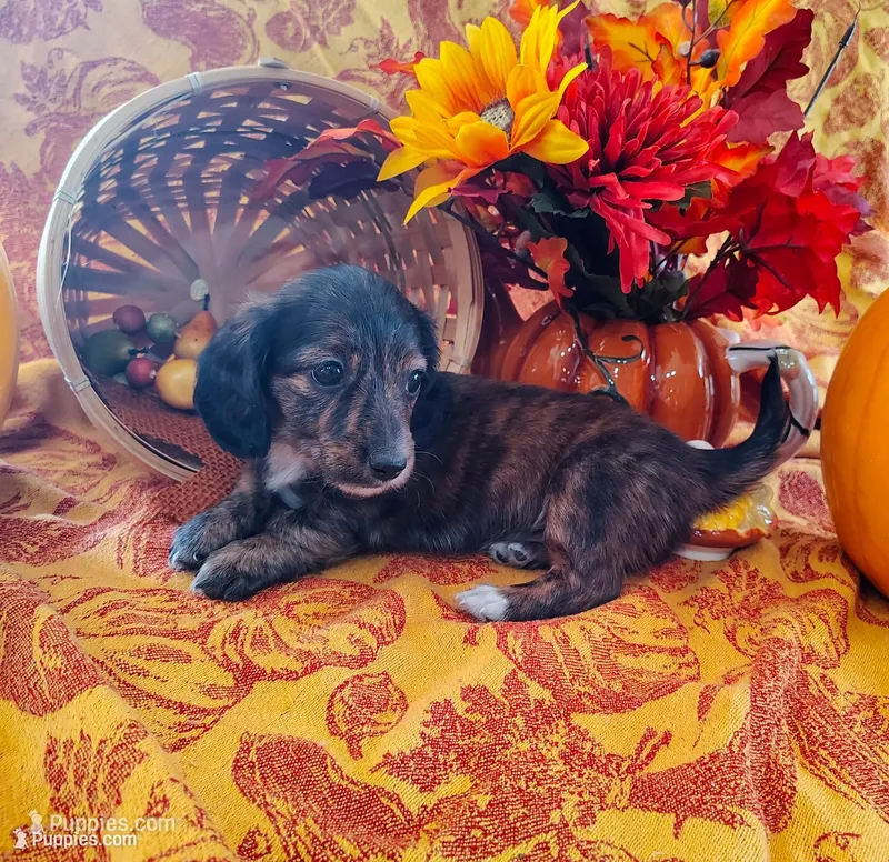 Coffee – Miniature Dachshund puppy for sale in Marathon, NY