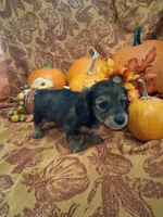 Pecan, a female Miniature Dachshund for sale in Marathon, NY – 6 of 8